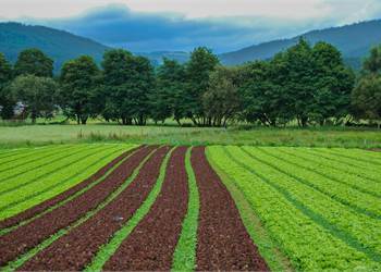 Terrreno agricolo in vendita a Piangipane
